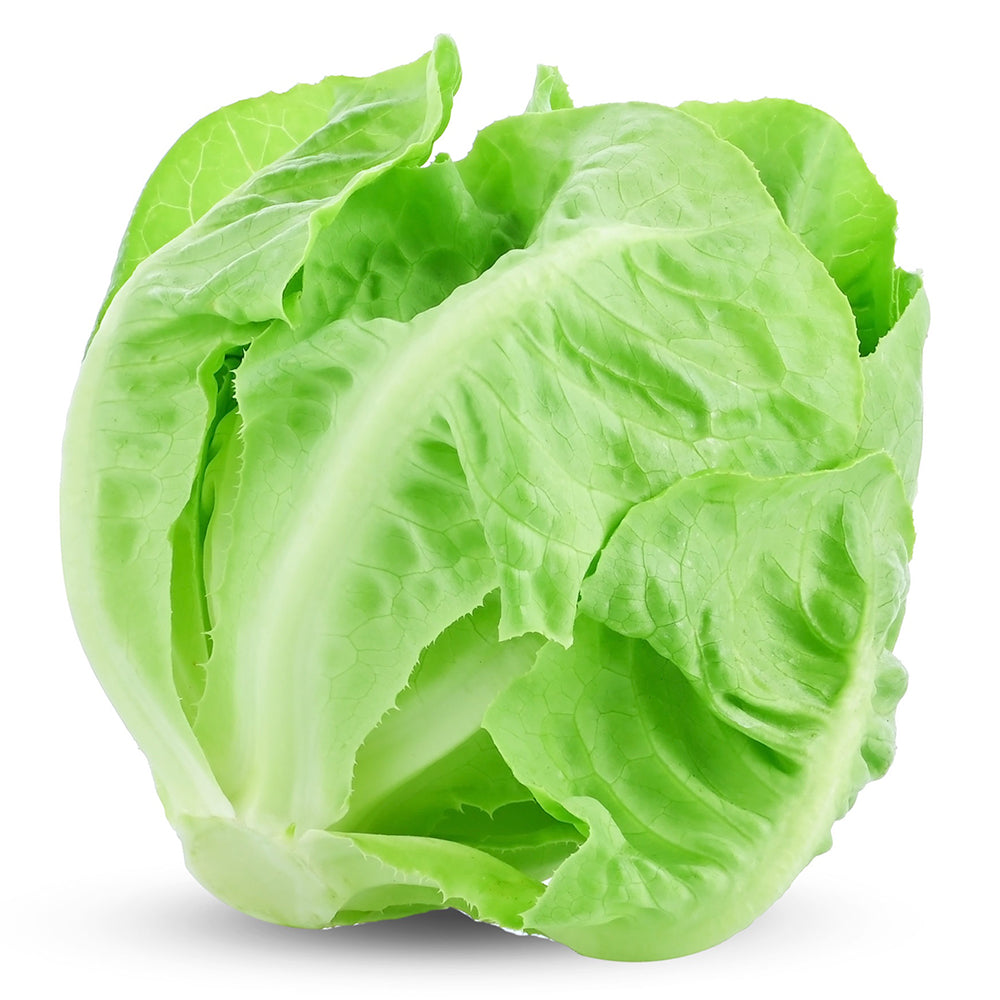 Buy Lettuce - Iceberg Online