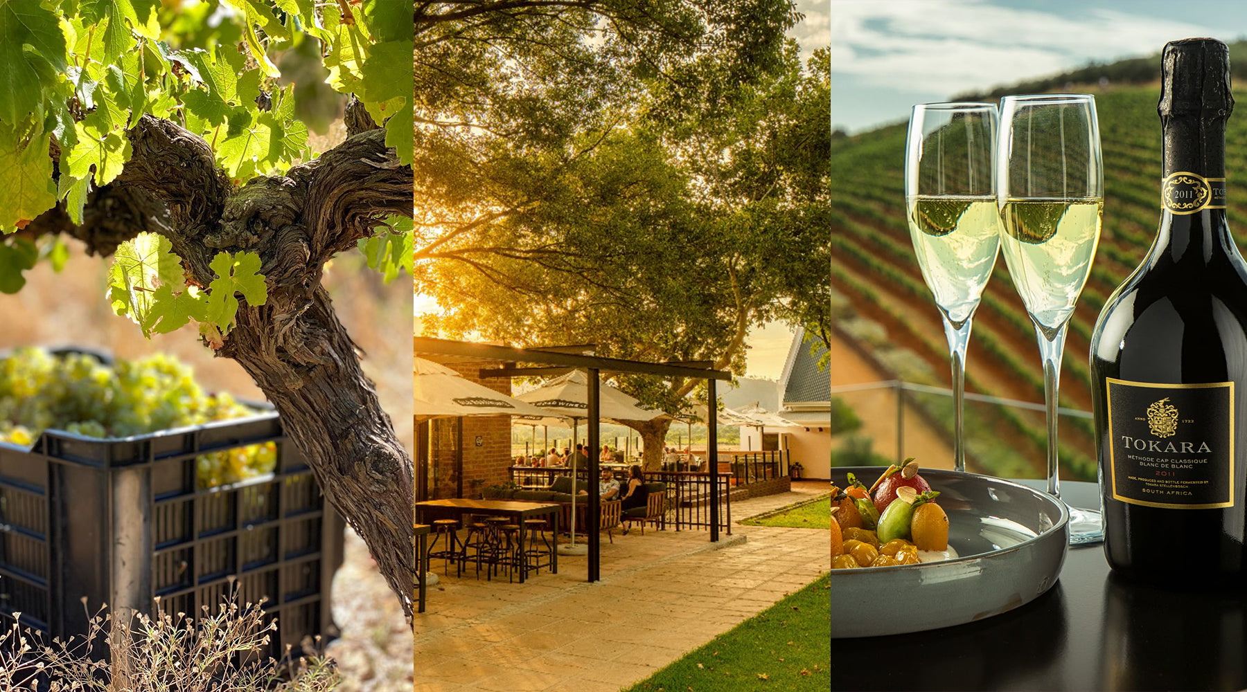 Our Top 3 Cape Town Wine Farm Experiences Right Now